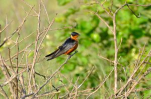 Red-breasted Swallow