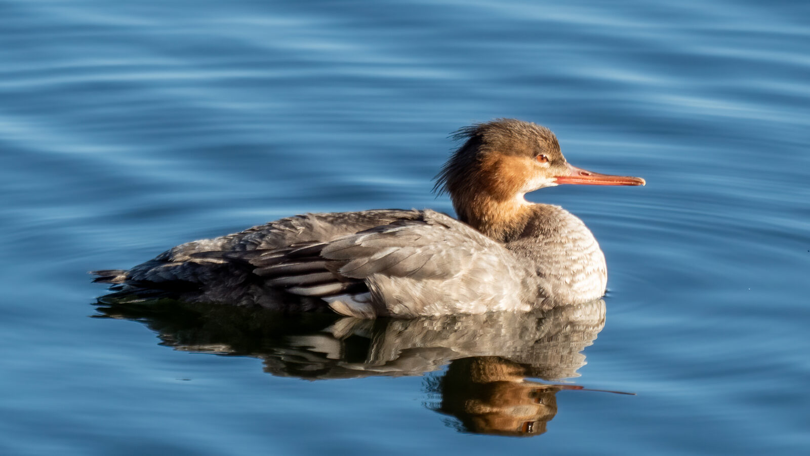 Red-breasted Merganser