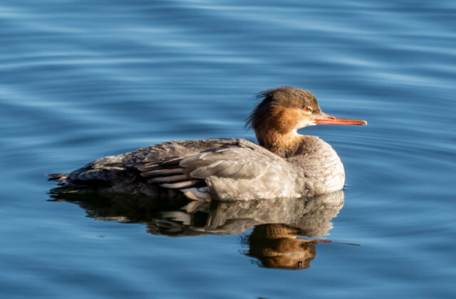 Red-breasted Merganser