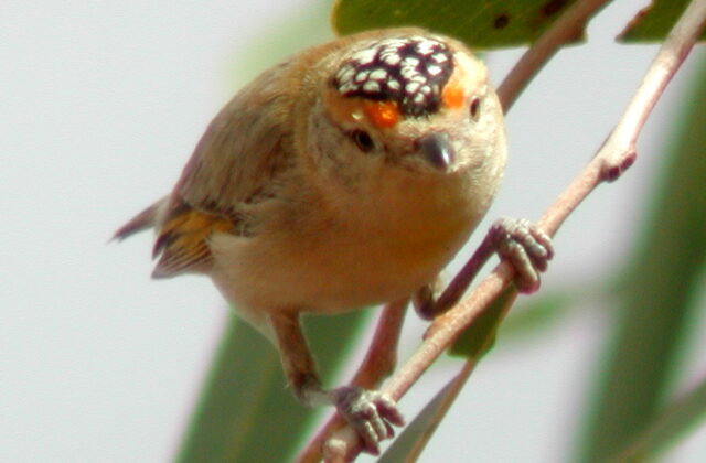 Red-browed Pardalote