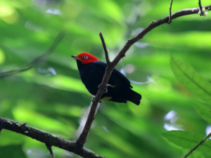 Red-capped Manakin