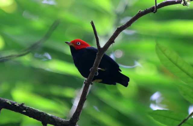 Red-capped Manakin