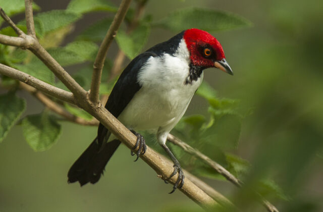Red-capped Cardinal
