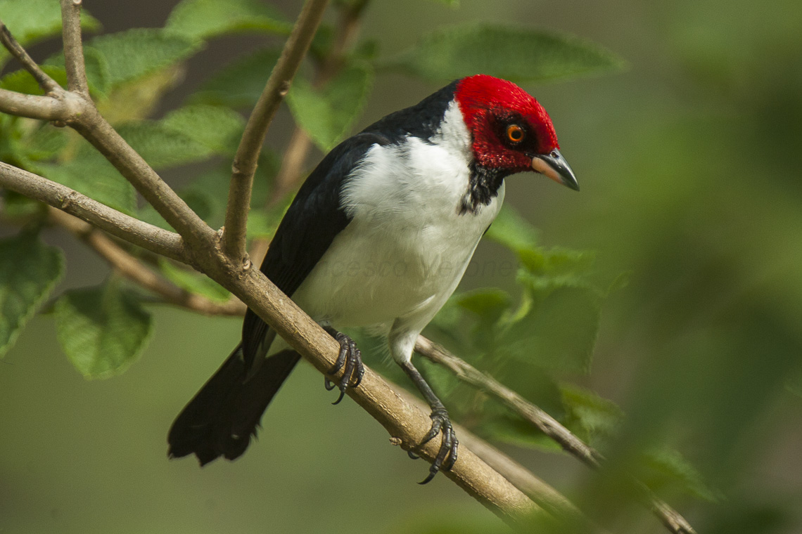 Red-capped Cardinal