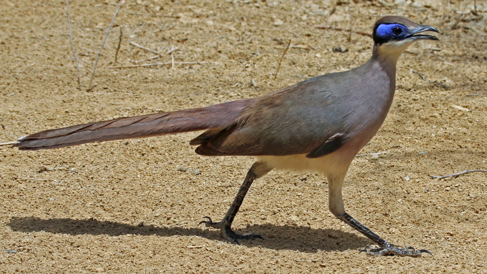 Red-capped Coua
