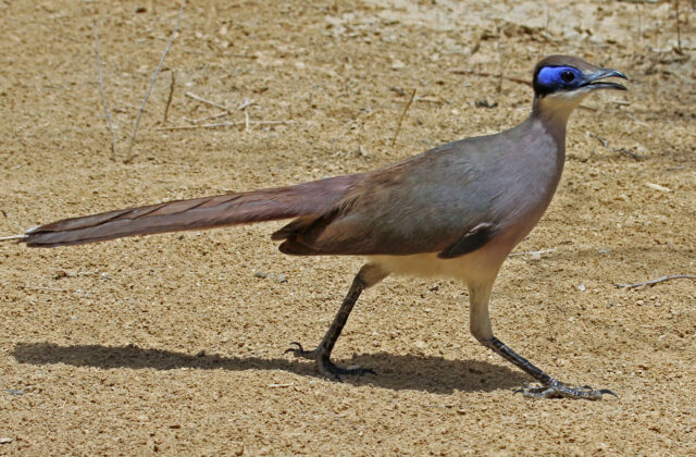 Red-capped Coua