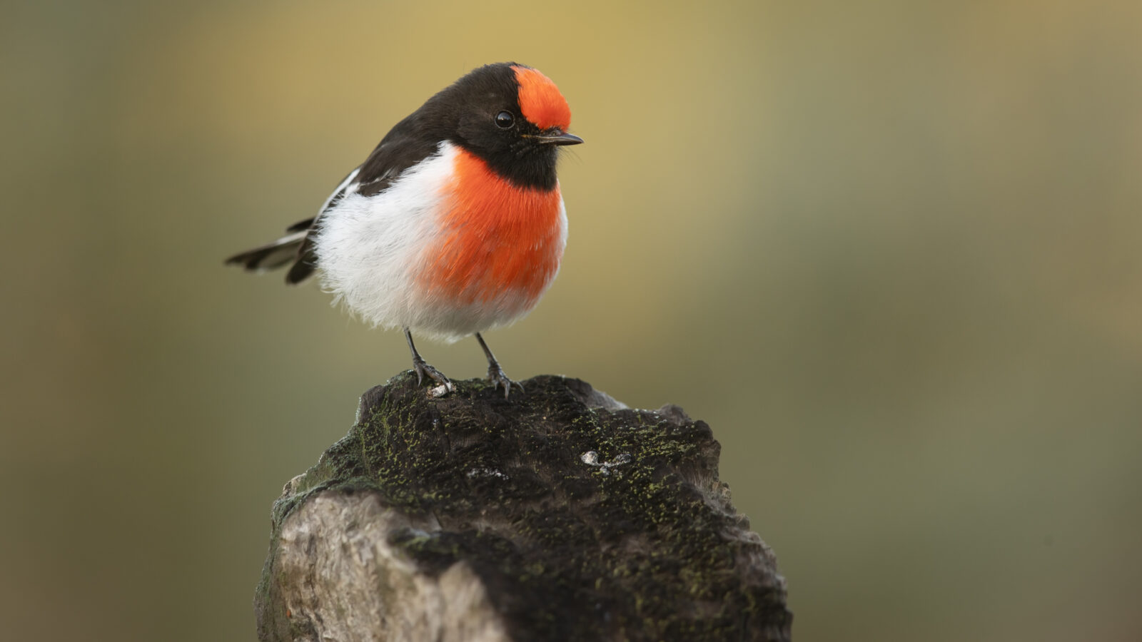 Red-capped Robin