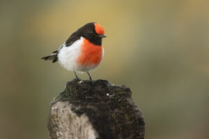 Red-capped Robin