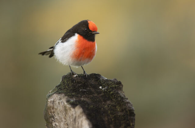 Red-capped Robin