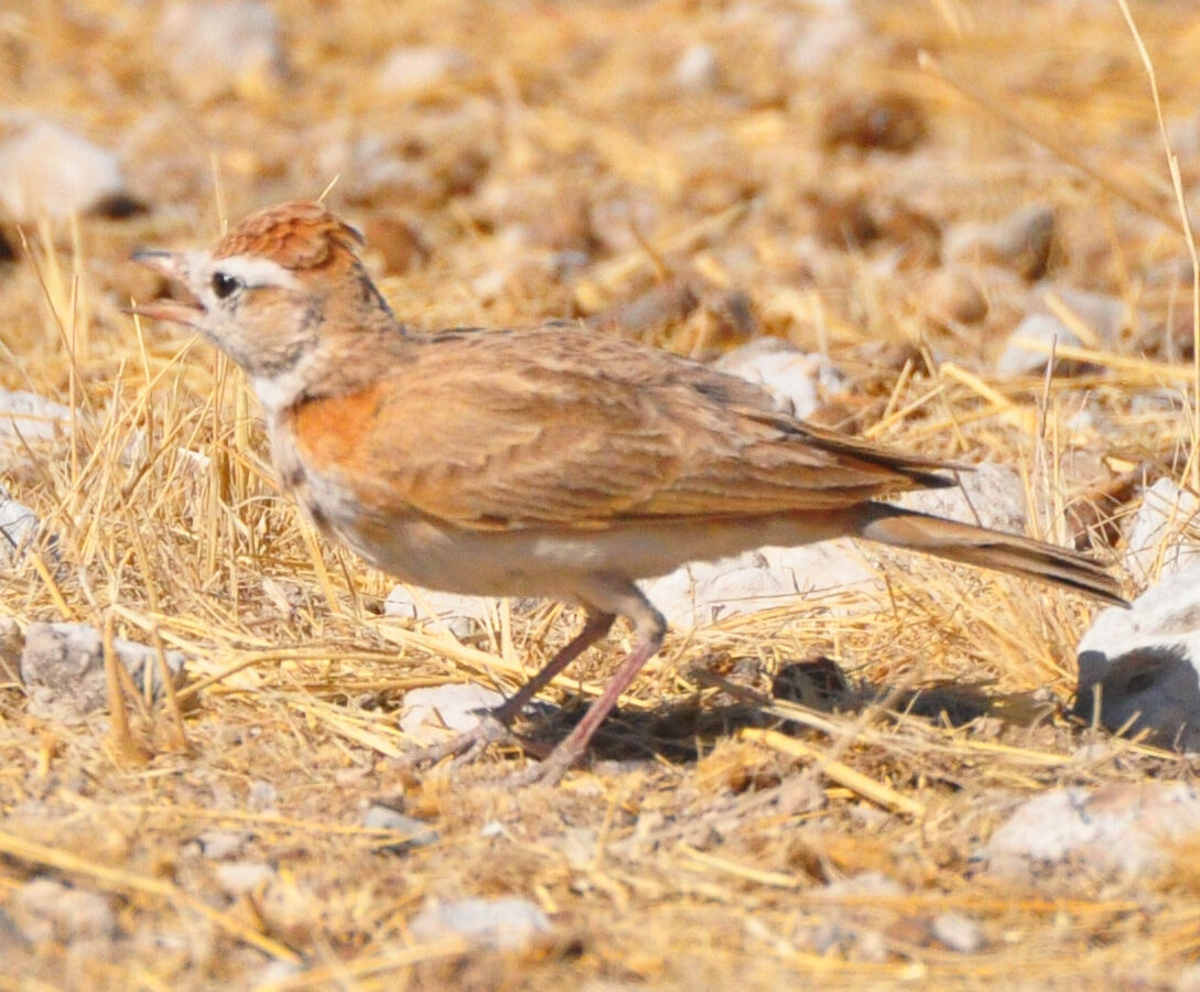 Red-capped Lark
