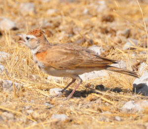Red-capped Lark