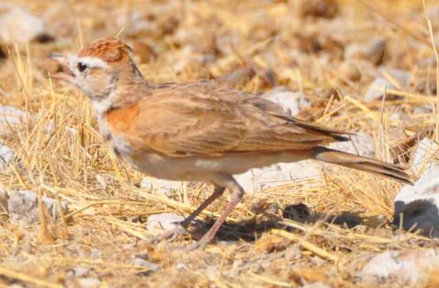 Red-capped Lark