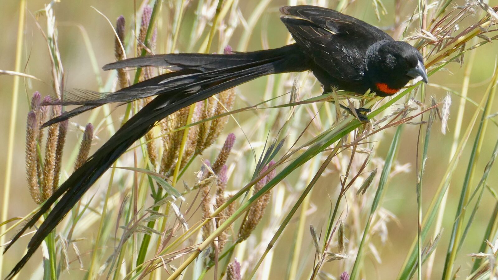 Red-collared Widowbird