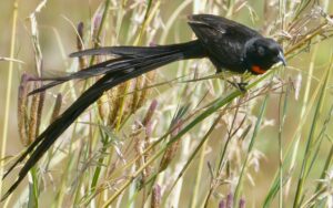 Red-collared Widowbird