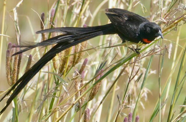 Red-collared Widowbird
