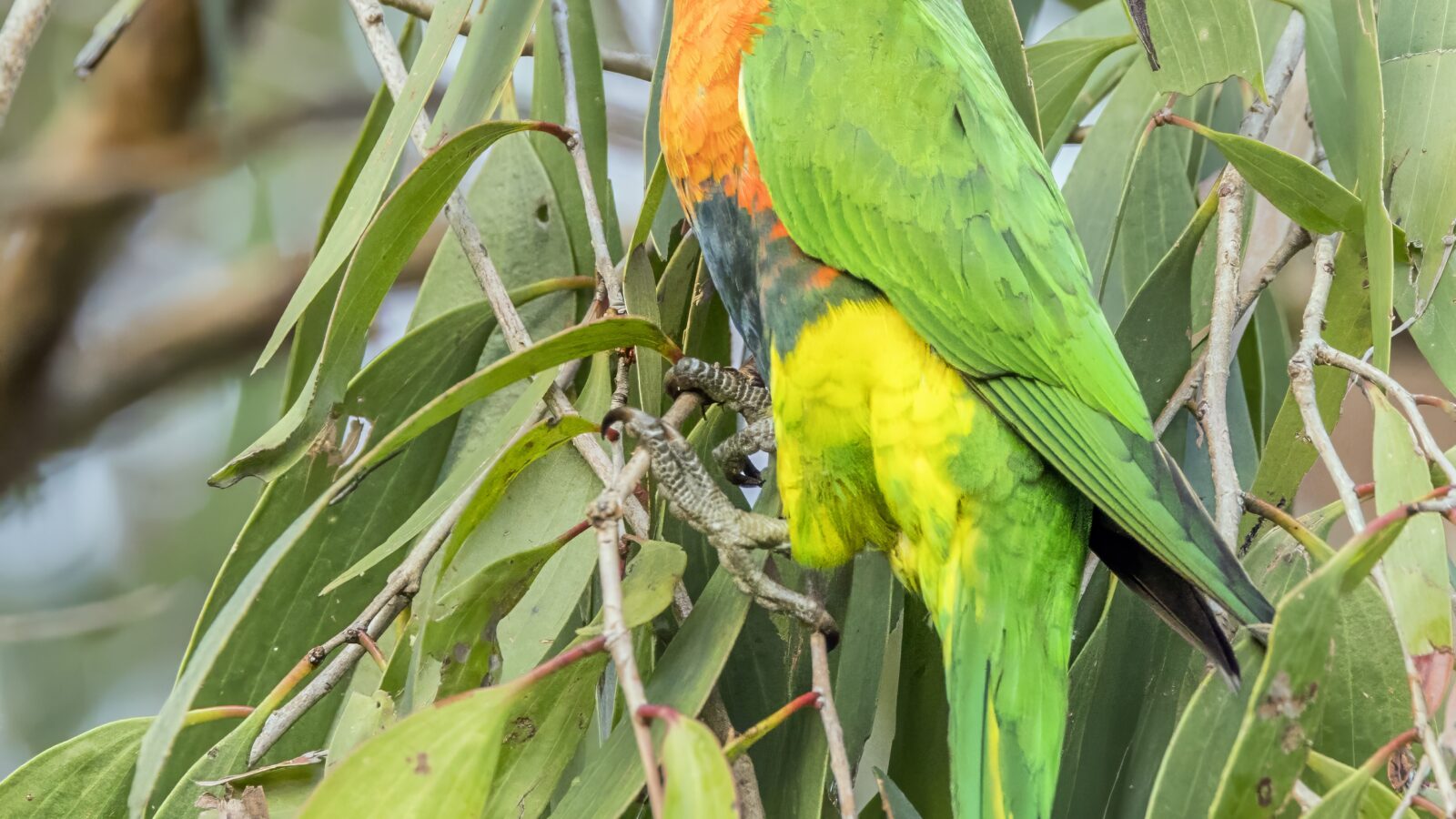 Red-collared Lorikeet