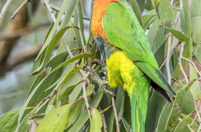 Red-collared Lorikeet