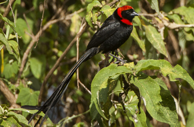 Red-cowled Widowbird