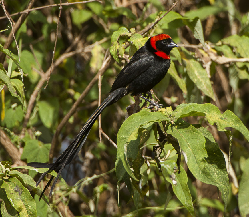Red-cowled Widowbird