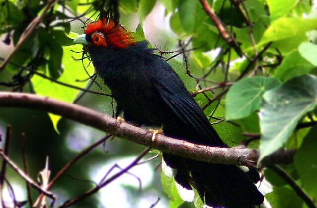 Rough-crested Malkoha