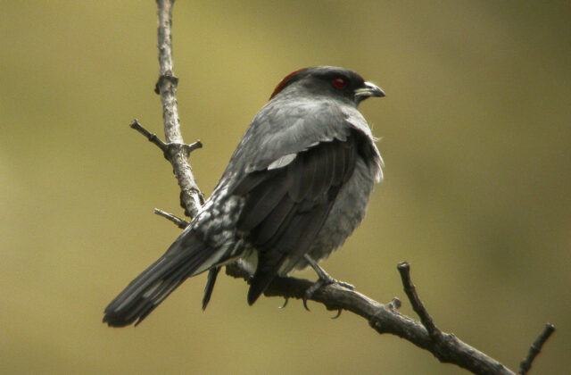 Red-crested Cotinga