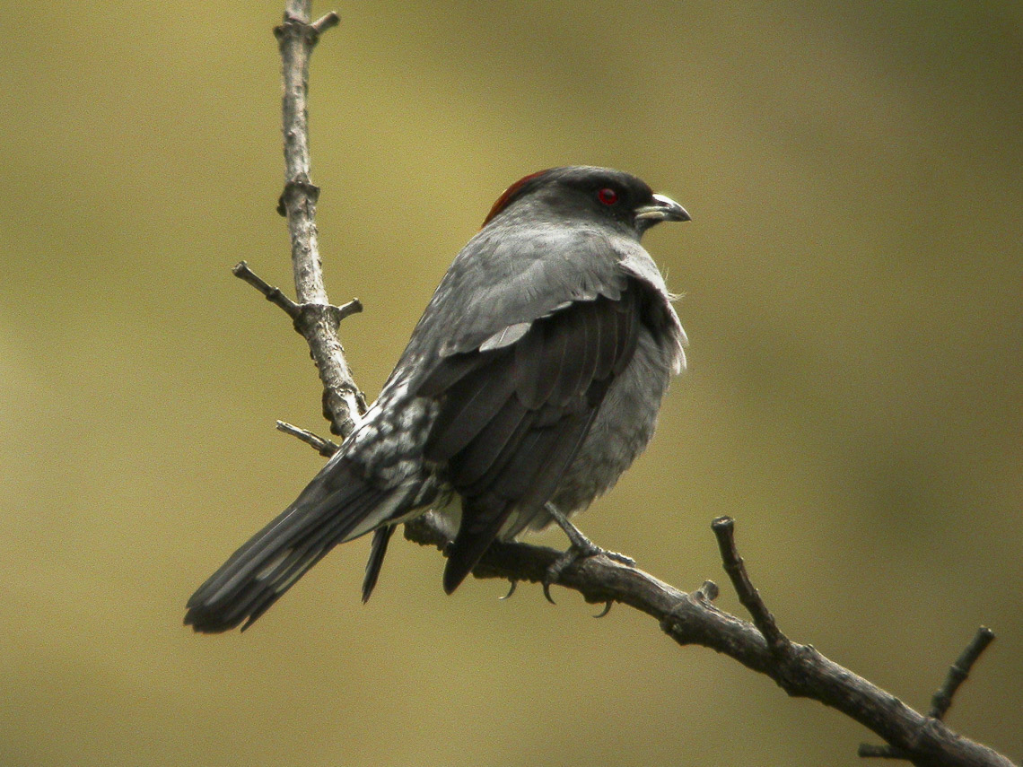 Red-crested Cotinga