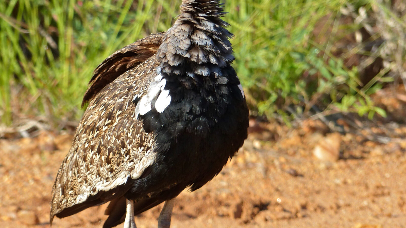 Red-crested Korhaan