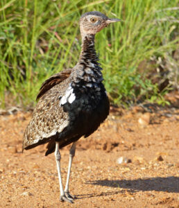 Red-crested Korhaan