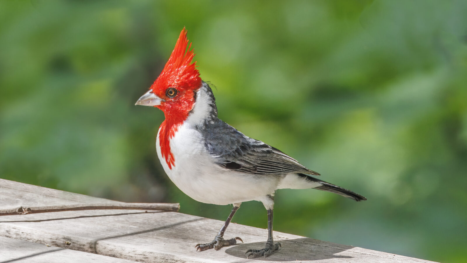 Red-crested Cardinal
