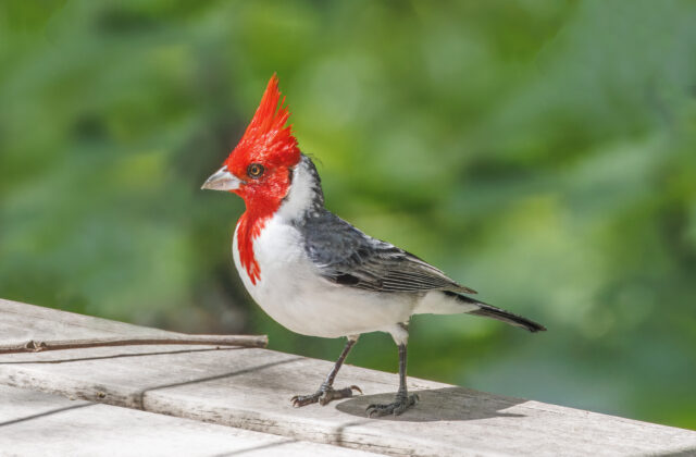 Red-crested Cardinal