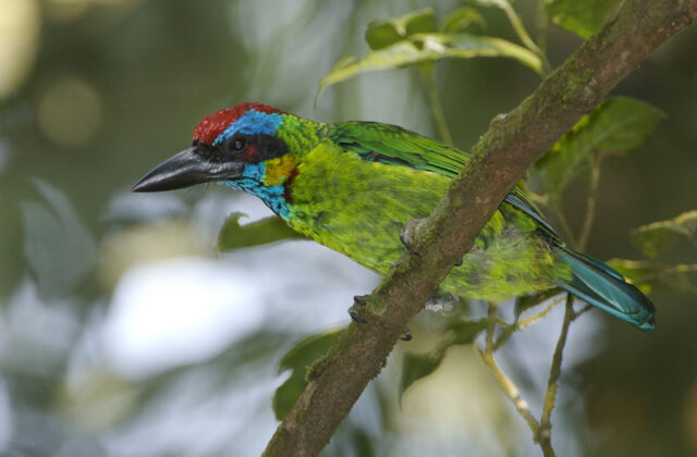 Red-crowned Barbet