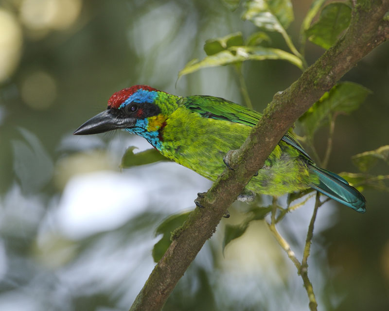 Red-crowned Barbet