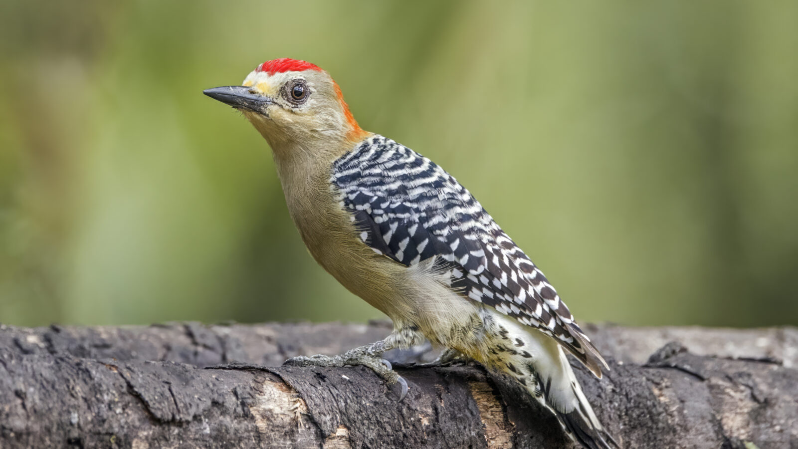 Red-crowned Woodpecker