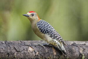 Red-crowned Woodpecker