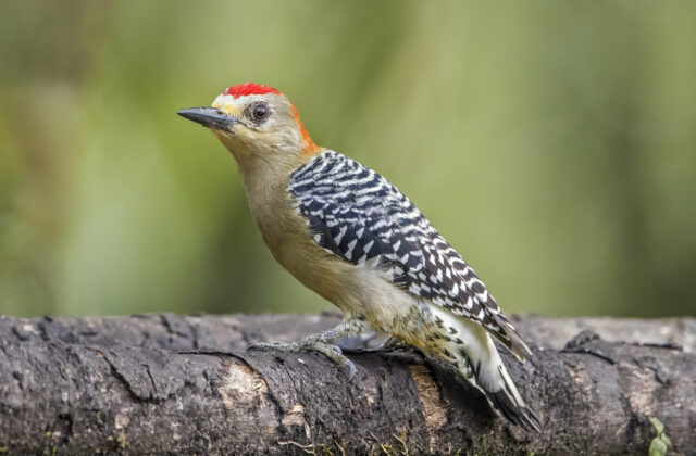 Red-crowned Woodpecker