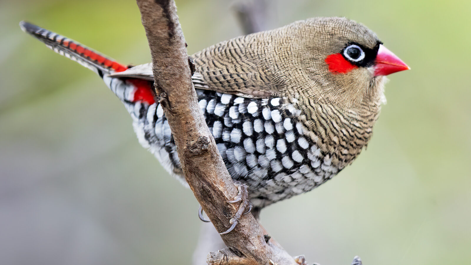 Red-eared Firetail