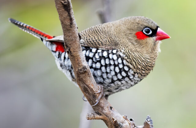 Red-eared Firetail