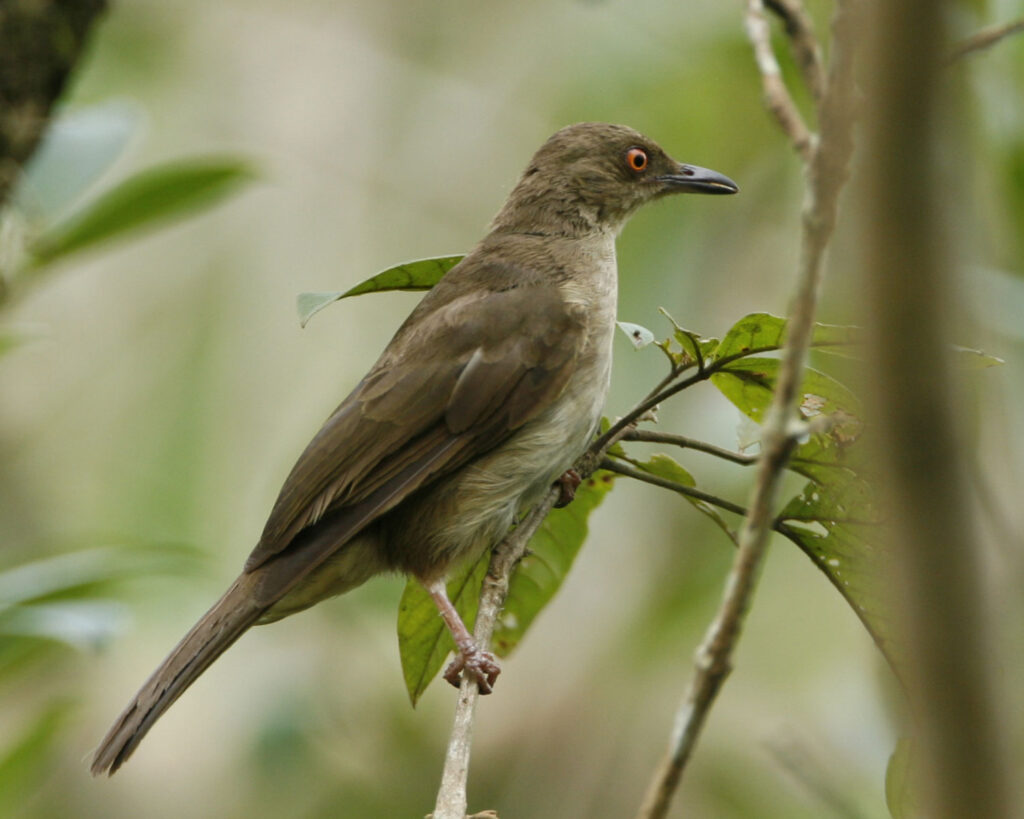 Asian Red-eyed Bulbul