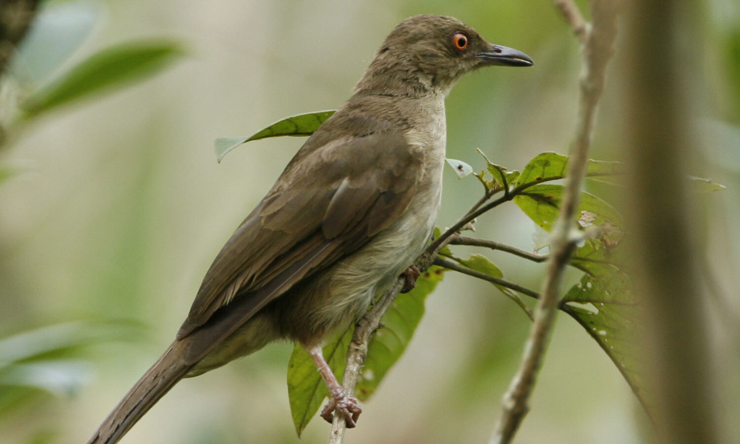 Asian Red-eyed Bulbul