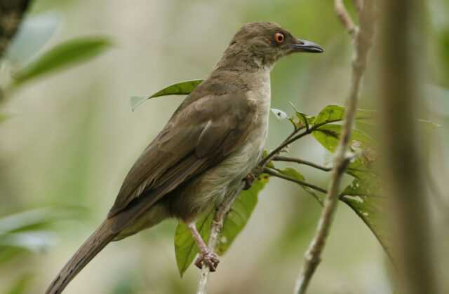 Asian Red-eyed Bulbul