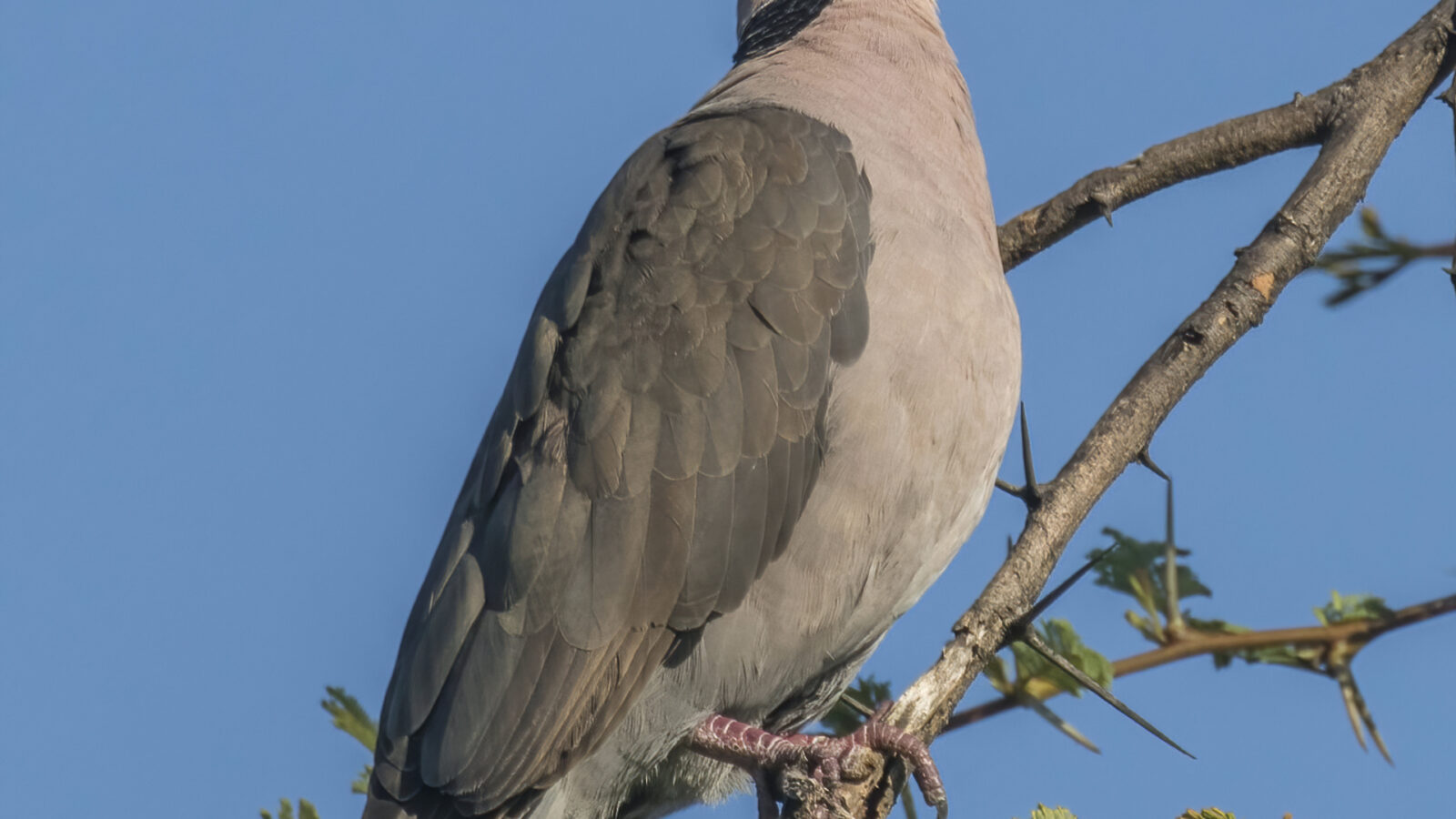 Red-eyed Dove