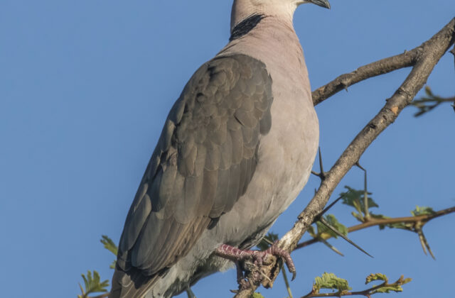 Red-eyed Dove