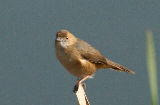 Red-faced Cisticola