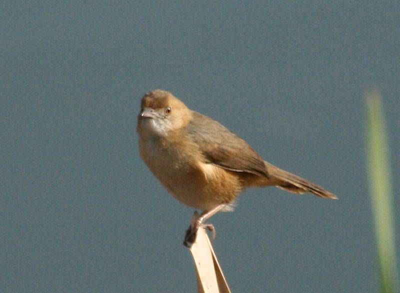 Red-faced Cisticola