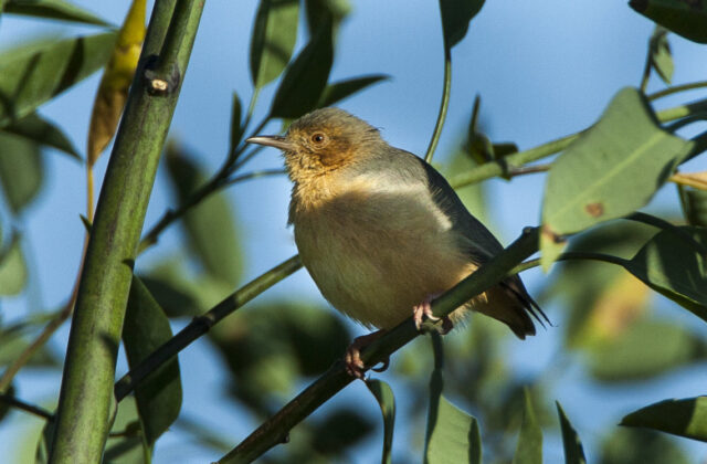 Red-faced Crombec