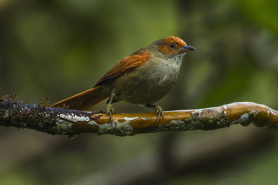 Red-faced Spinetail