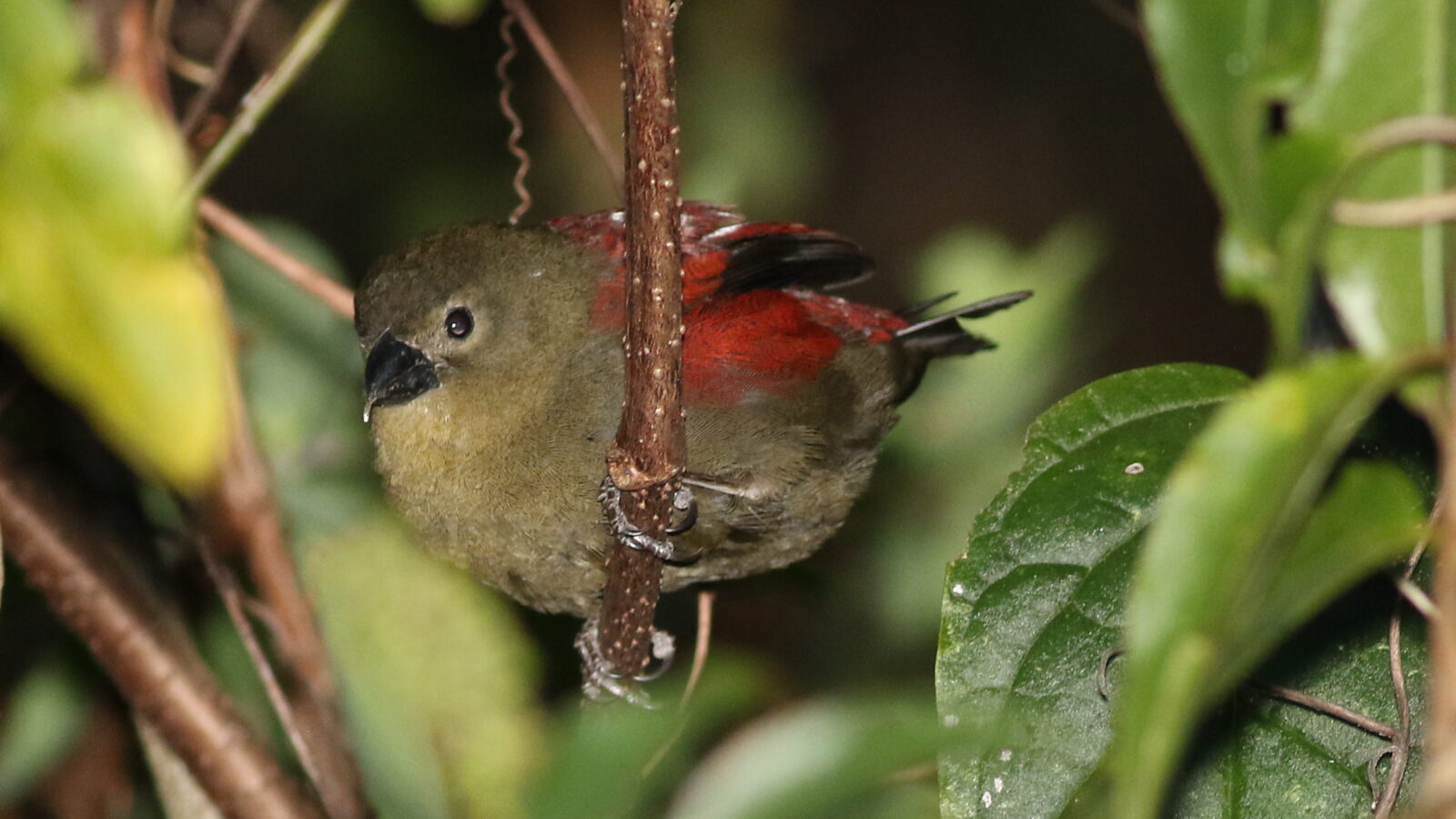 Red-faced Crimsonwing