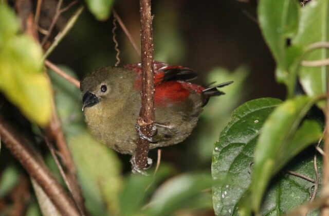 Red-faced Crimsonwing
