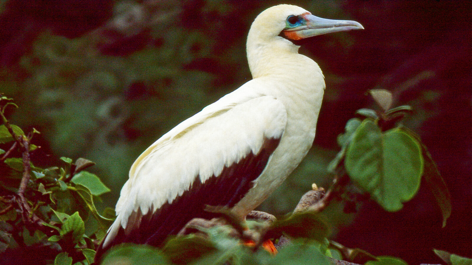 Red-footed Booby