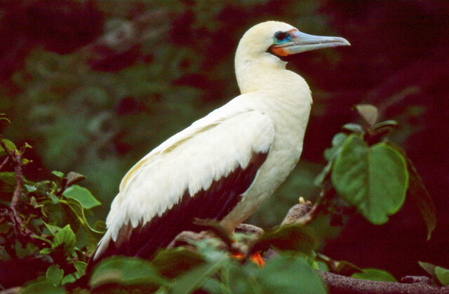 Red-footed Booby